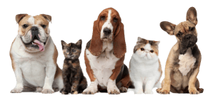 Dogs n Cats - TSA image